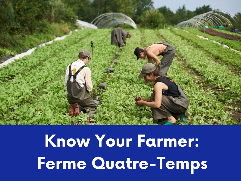 Four individuals are working in a large cultivated field with rows of crops and several hoop houses in the background.