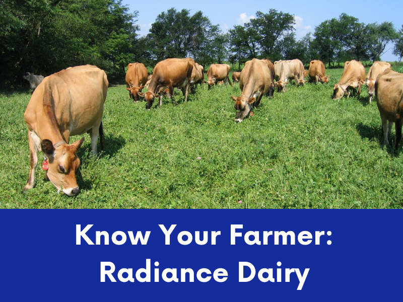 A herd of light brown Jersey cows grazes on lush green grass in a sunny pasture.