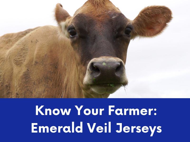 A close-up of a light brown Jersey cow's head and upper body against a bright background.