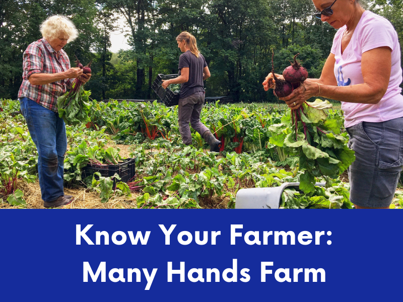 Three individuals are harvesting beets in a field with green leafy tops and dark red roots.