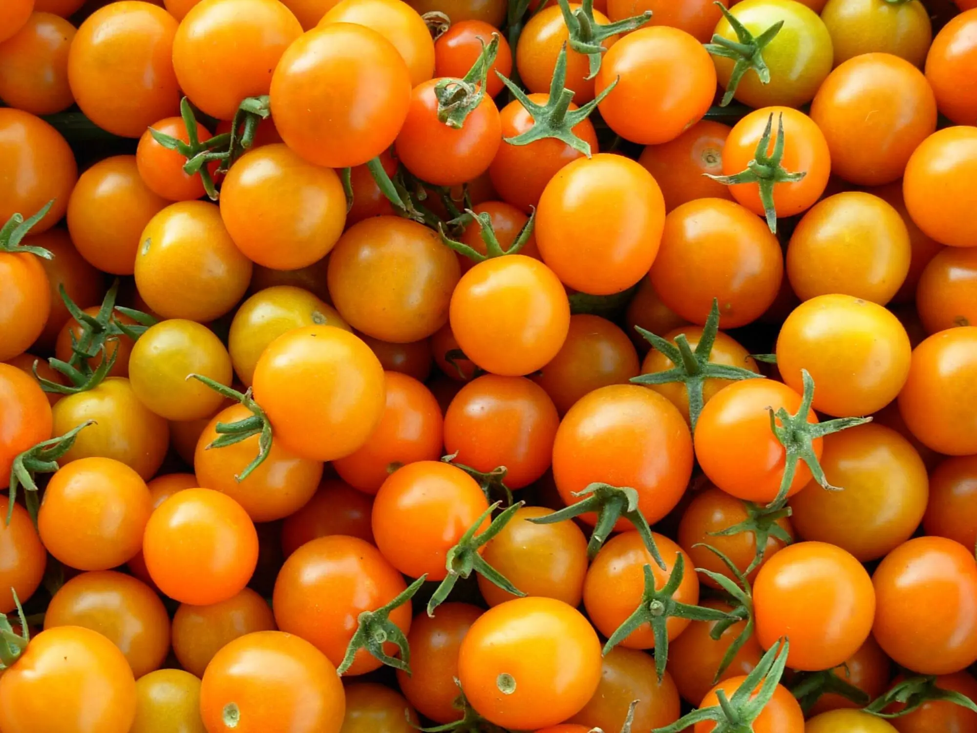 A large pile of freshly harvested orange cherry tomatoes still on the vine, showcasing their vibrant color and freshness, likely from an organic farm.