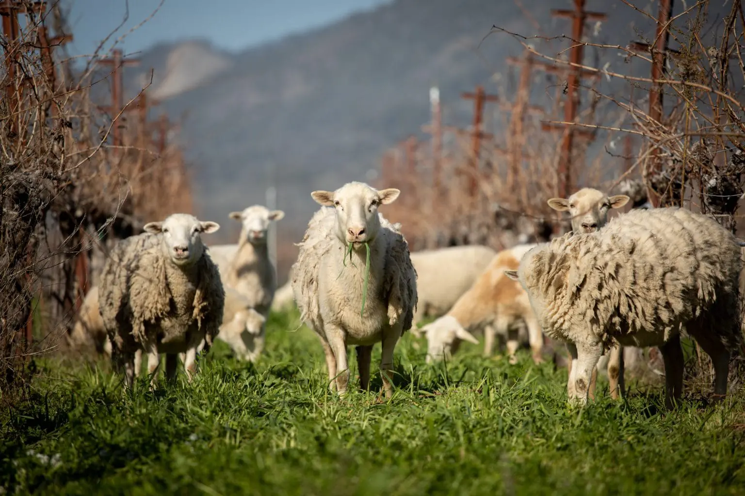 A flock of sheep grazing in a lush green field surrounded by bare trees and wooden posts, with mountains visible in the background under a clear blue sky.