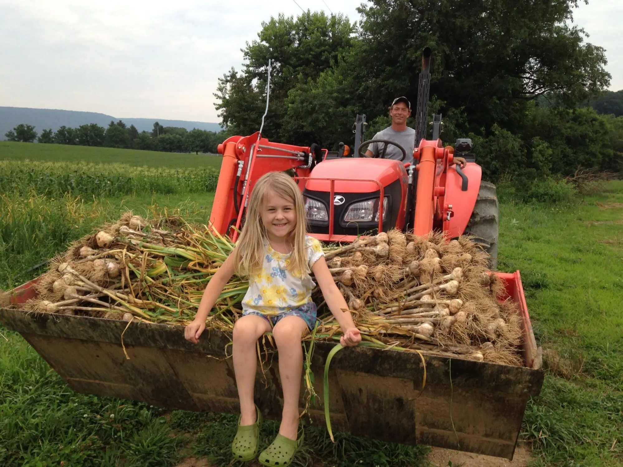A young girl with blonde hair sitting on a tractor bucket filled with freshly harvested garlic, smiling at the camera, with a man operating the red tractor in the background.
