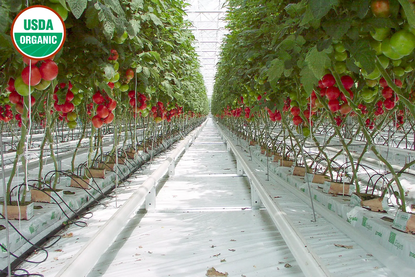 Tomatoes grown in small containers surrounded by plastic and fed nutrients with liquid feed.