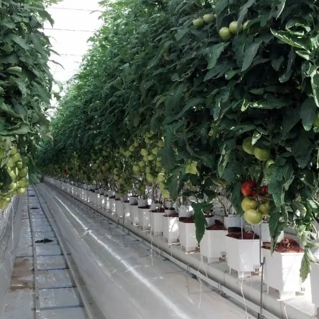 Rows of hydroponic tomatoes growing in containers, part of the hydroponic organic debate.