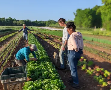Four farmers working together in an organic field, harvesting and inspecting leafy greens on a sunny day.