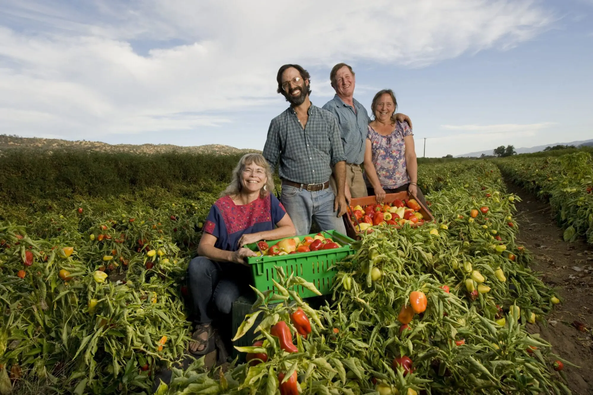 Farmers harvesting colorful organic peppers in a field, providing nutrient-dense food from a local farm.