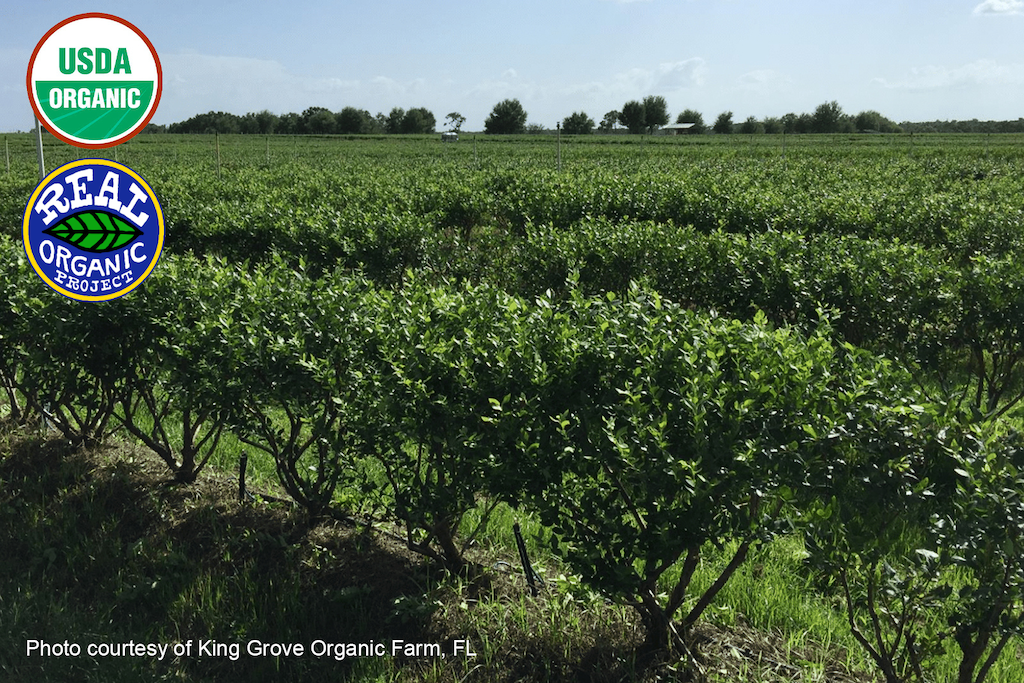 King Grove Organic Farm blueberry field, illustrating the difference between USDA Organic and Real Organic Project certifications.