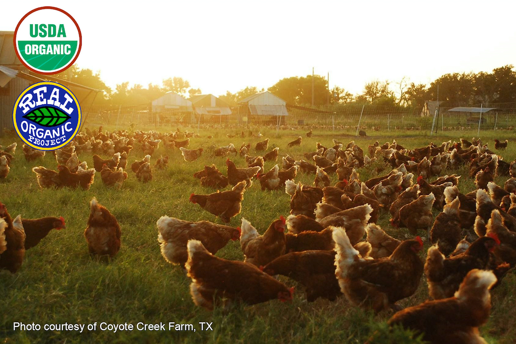 asture-raised chickens at Coyote Creek Farm, highlighting the difference between USDA Organic and Real Organic Project standards for animal welfare.