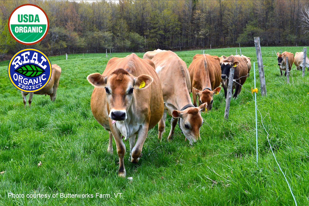 Pasture-raised cows grazing at Butterworks Farm, highlighting the difference between USDA Organic and Real Organic Project standards.