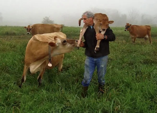 Farmer carrying a calf in a foggy pasture with other cows, demonstrating animal welfare on an organic farm.