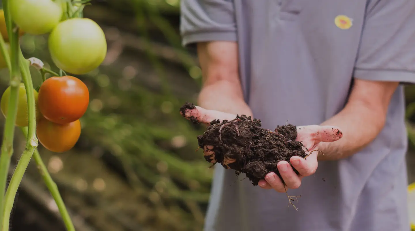 Farmer holding rich, healthy soil next to organic tomato plants, demonstrating regenerative farming practices.