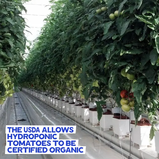 Hydroponic tomatoes certified USDA Organic, sparking the hydroponic organic debate about certification flaws.