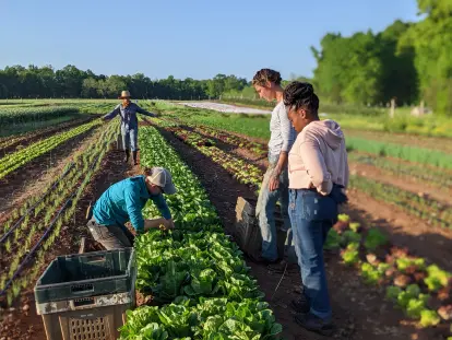 Four farmers working together in an organic field, harvesting and inspecting leafy greens on a sunny day with rows of crops stretching into the background.