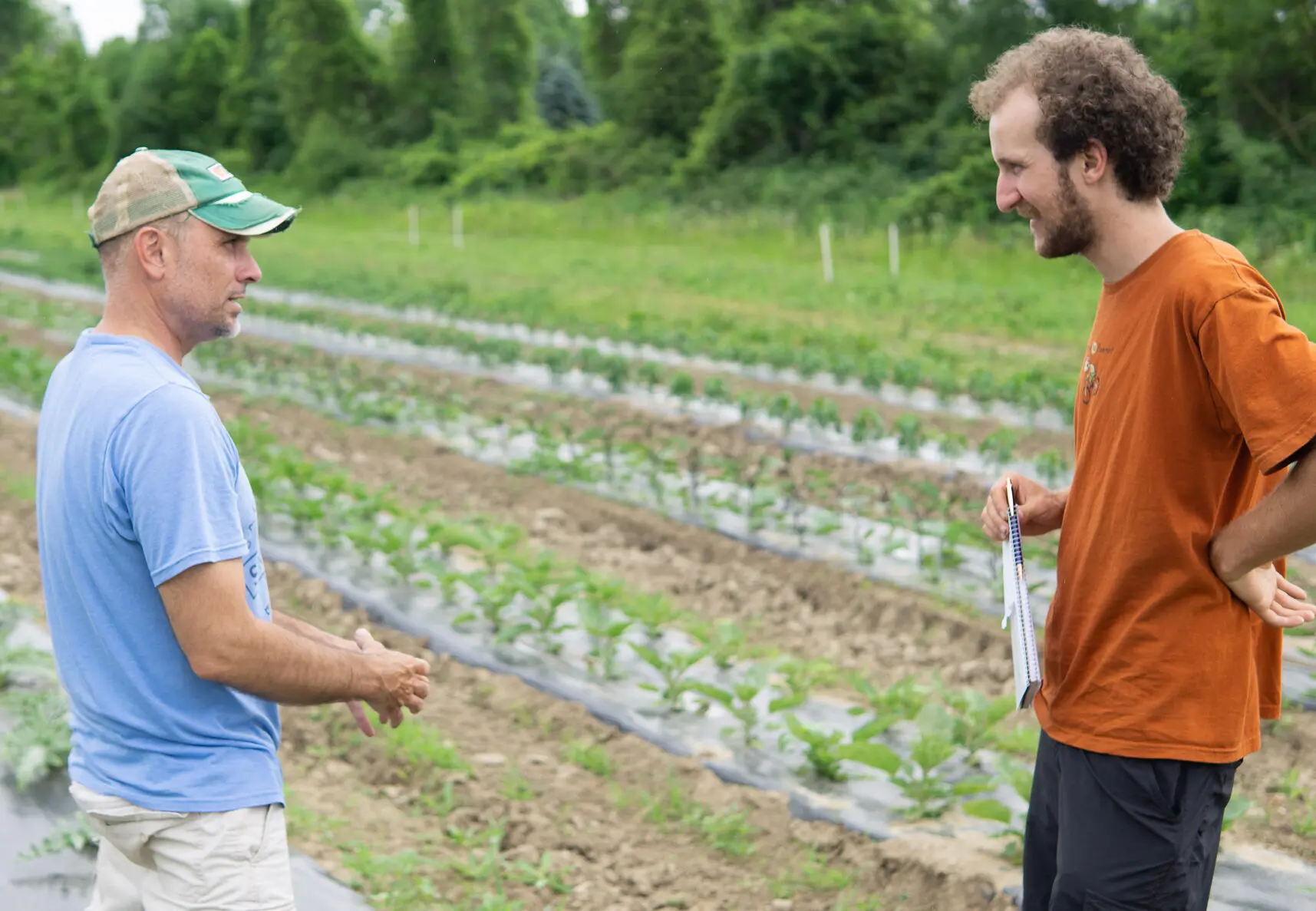 Two farmers discussing organic farming practices in a field with rows of young plants.