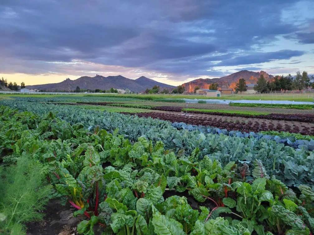 Rows of organic vegetables, including chard and broccoli, with mountains in the background at sunset.