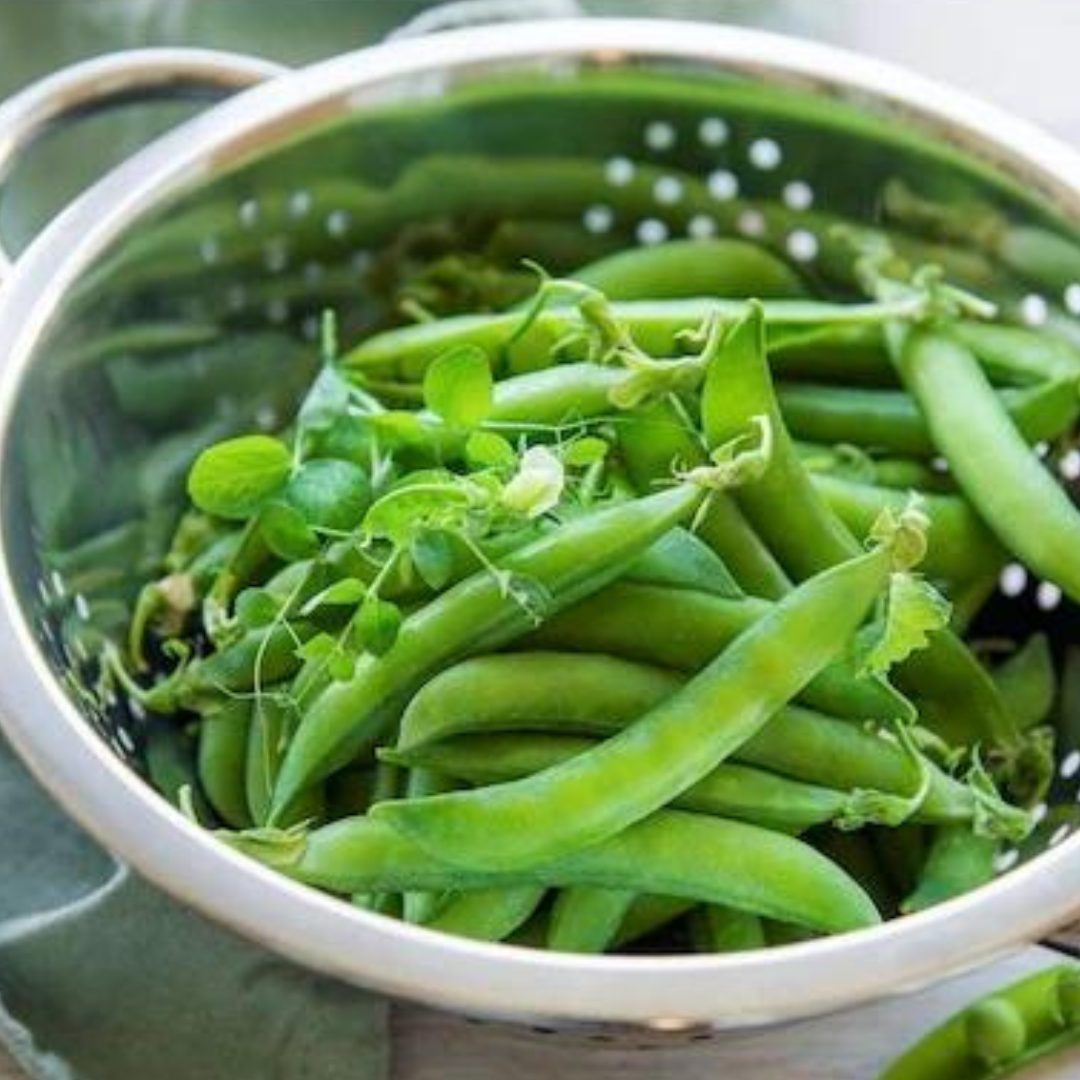 Freshly harvested organic green peas in a colander, showcasing nutrient-dense food.