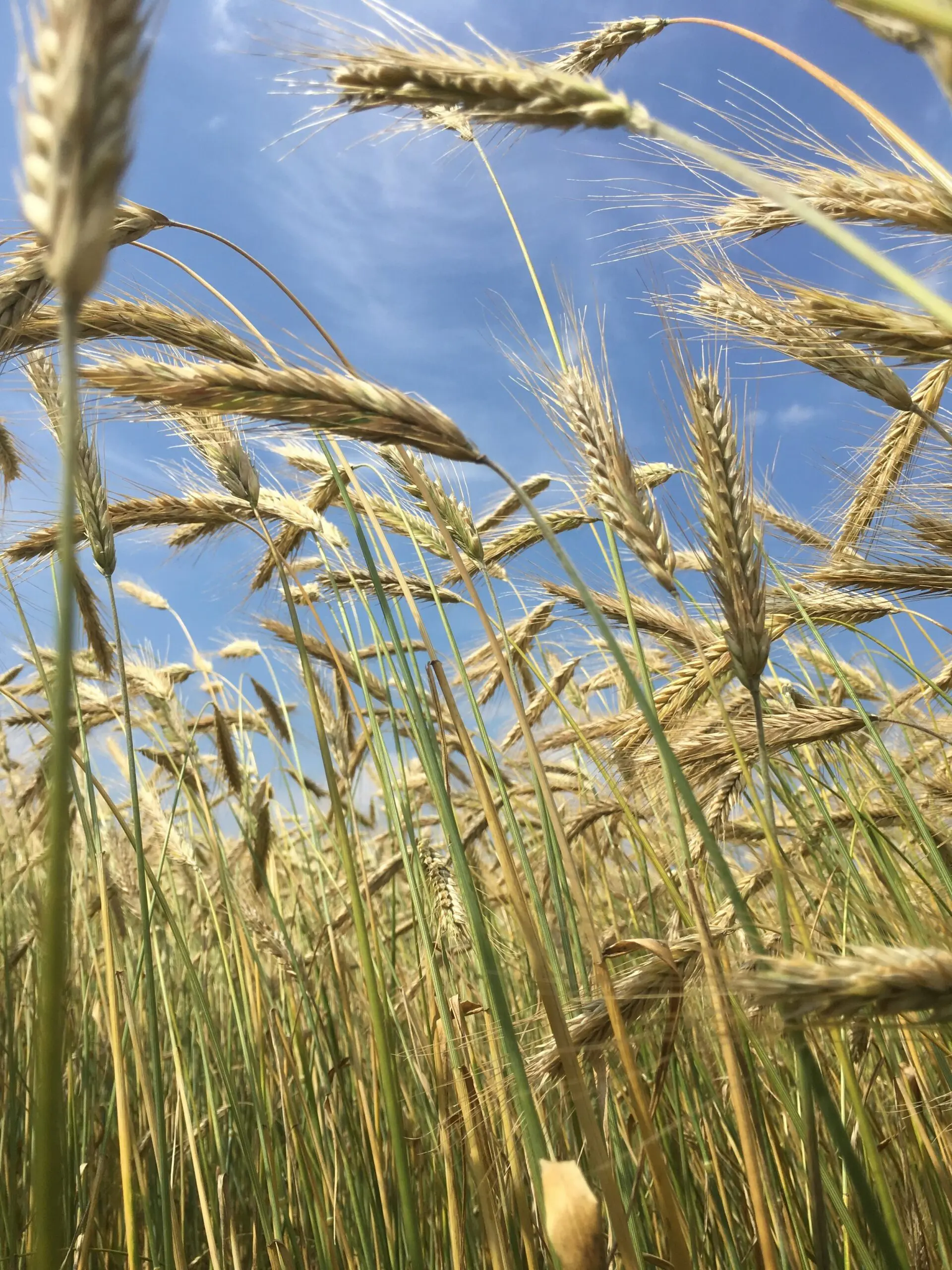 Close-up of organic wheat growing in a field under a bright blue sky.
