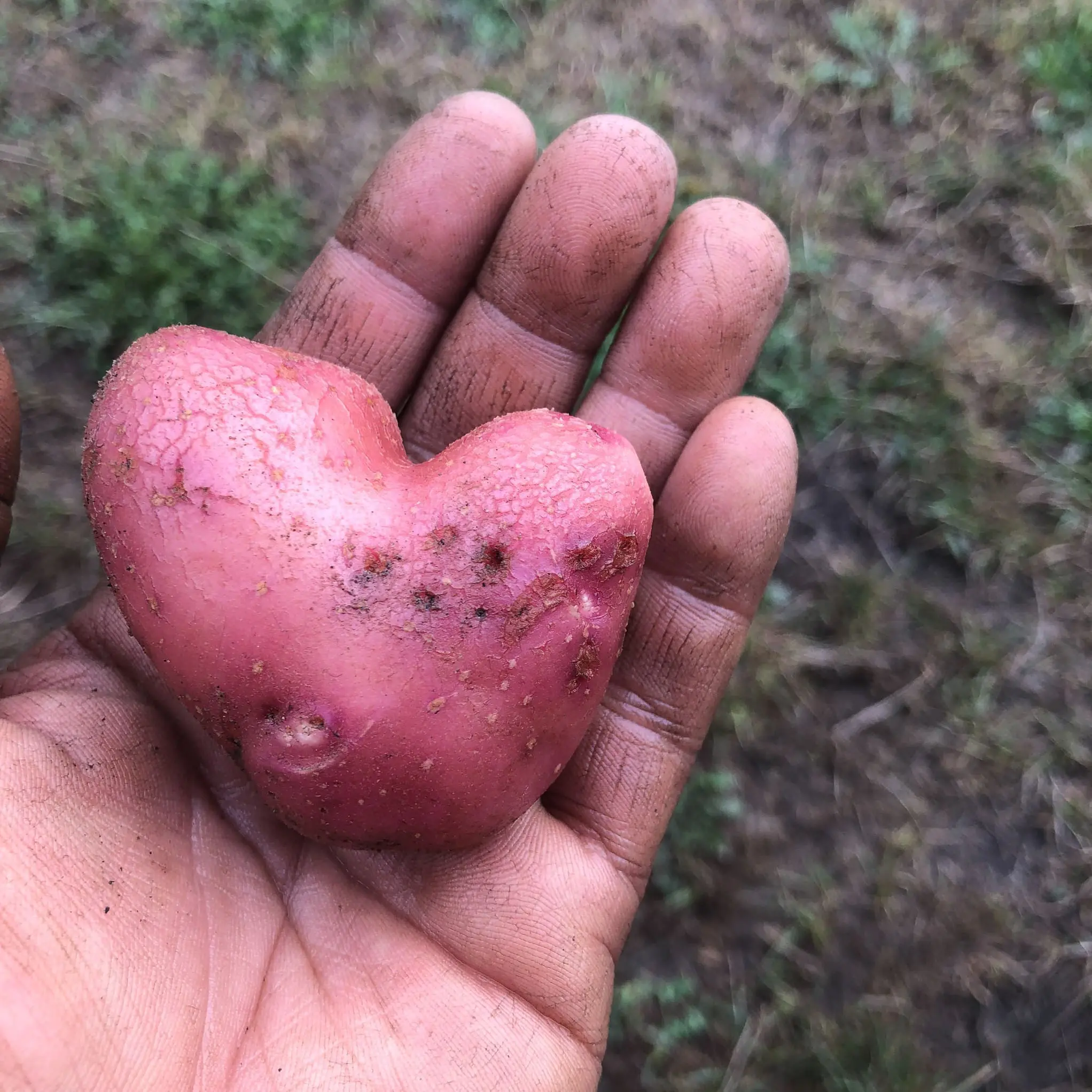 Dirty hand holding red heart shaped potato