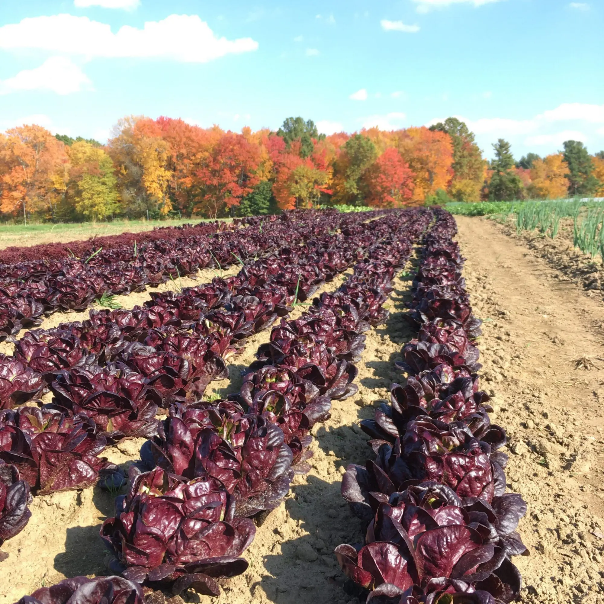 Field of red lettuce rows