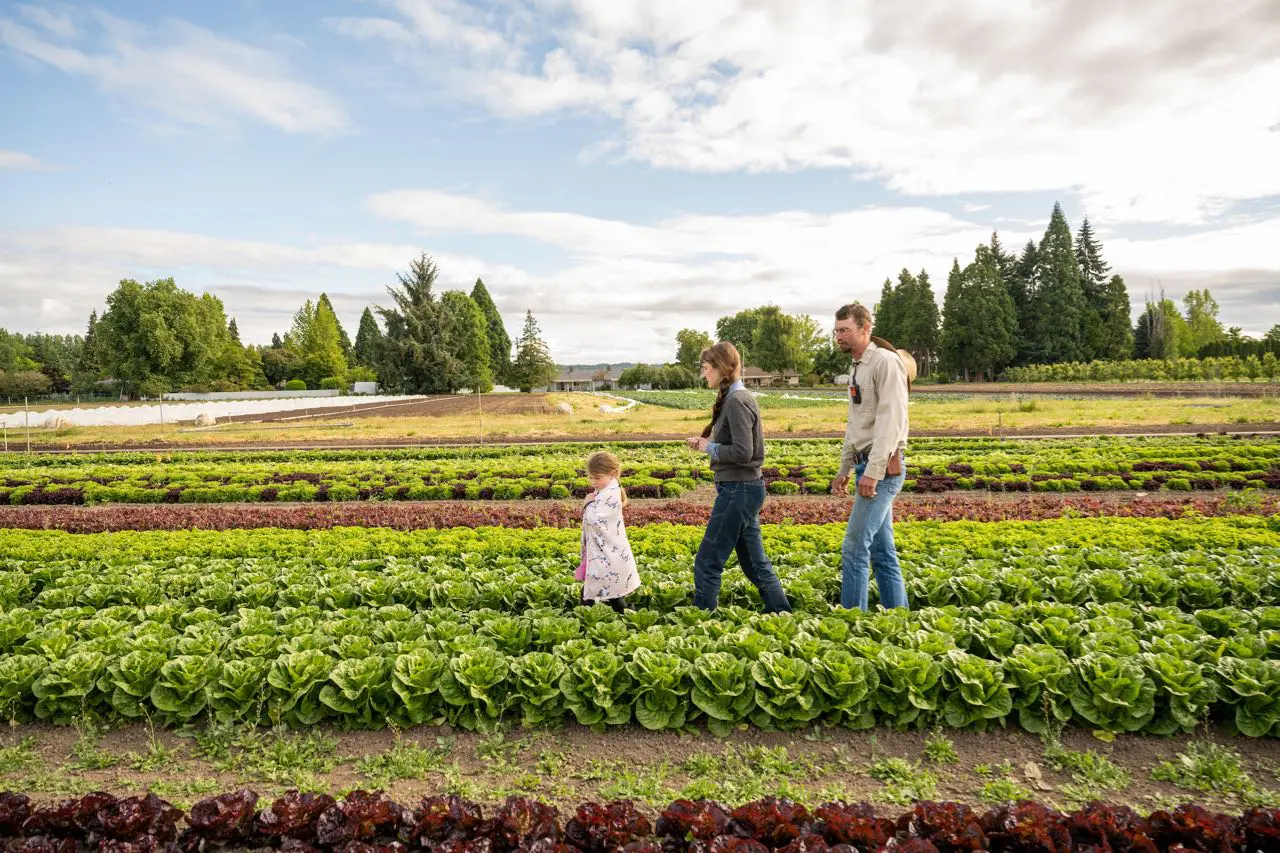 Family walking through rows of organic lettuce and greens on a farm.