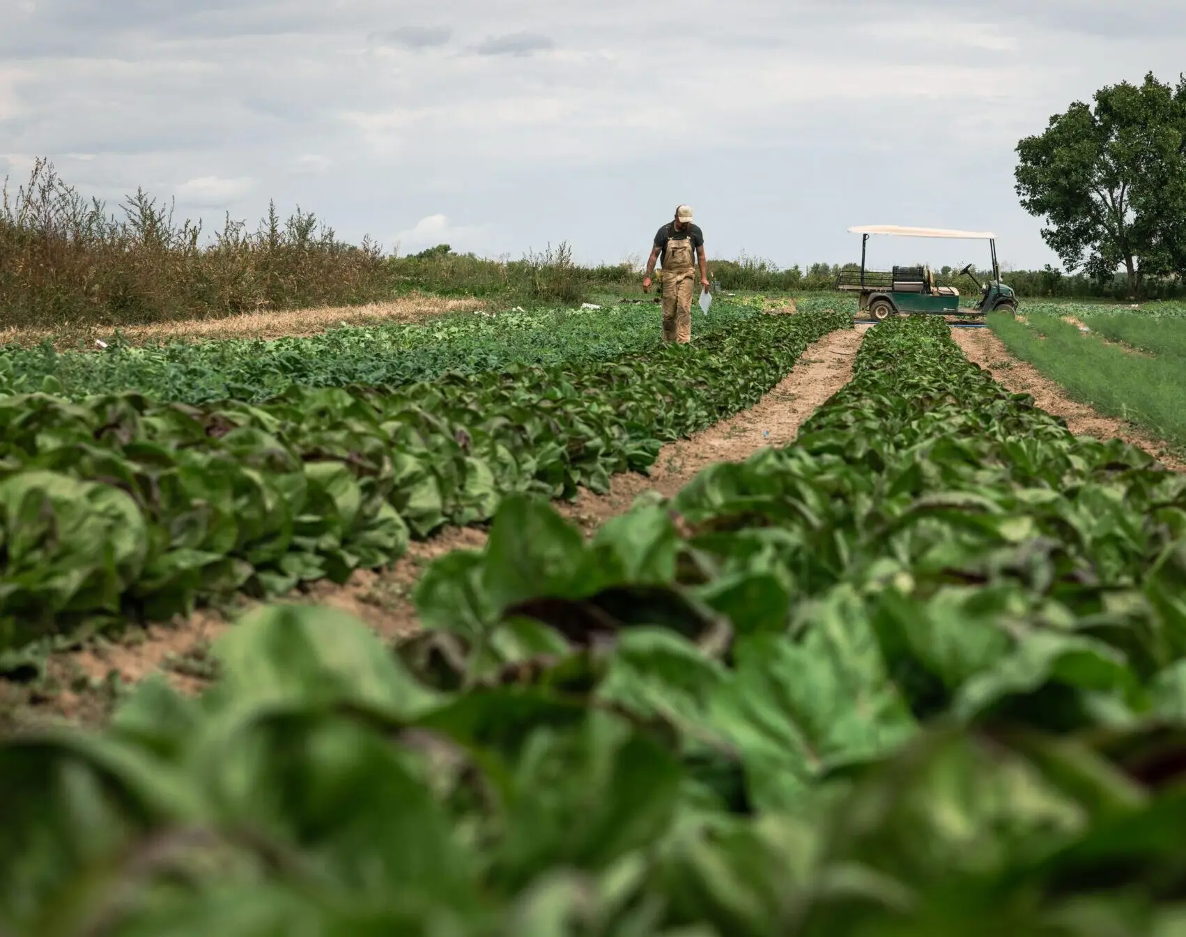 Farmer walking through rows of organic crops, practicing regenerative farming for soil health.