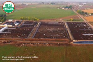 Image of a confined dairy operation where cows are not on pasture but in pens of dirt with little to no grass growing