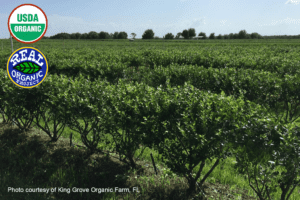King Grove Organic Farm's field of Blueberry bushes grown in soil