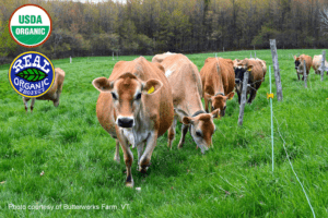 Butterworks Farm's cows out in a green field grazing